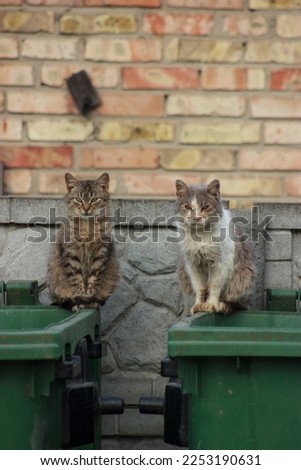 Street cats sit on a garbage can against a brick wall