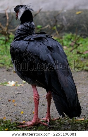 Black vulture from back side with red leg and black feathers. Selective focus.