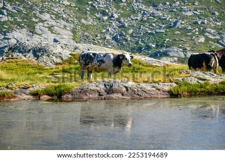 Summer landscape of Alps mountains in Italy with alpine lakes, cow and meadows