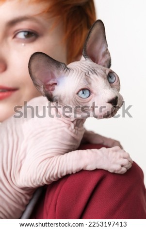 Playful Sphynx Hairless kitten looking away, sitting on shoulder redhead young woman. Selective focus on foreground domestic cat, shallow depth of field. Studio shot, white background. Part series Royalty-Free Stock Photo #2253197413