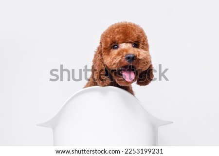 Portraite of adorable, happy puppy of toy poodle is bathing. Cute smiling dog on white background. Free space for text. Wide angle horizontal wallpaper or web banner. 
