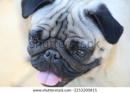 a puppy pug picture cute