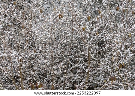 The group of deciduous trees without leaves with snow is in a forest in winter in fog