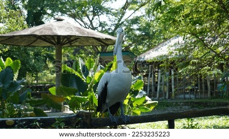 Pelican Bird at Outdoor Park Zoo