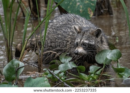 A raccoon pictured in a Louisiana swamp.