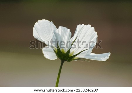 Close up of a white flowering plant