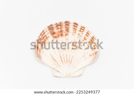 Top view of scallops shell isolated on white. High quality photo