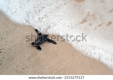 Leatherback turtles are released on the beach. Royalty-Free Stock Photo #2253279127