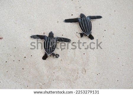 Leatherback turtles are released on the beach. Royalty-Free Stock Photo #2253279131