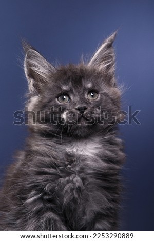 Maine Coon Kitten on a blue background. cat portrait in photo studio