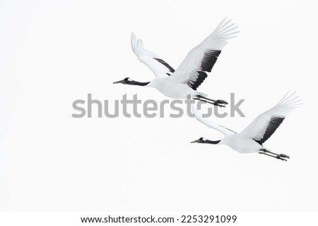 group of red crowned crane flying in the white sky Royalty-Free Stock Photo #2253291099