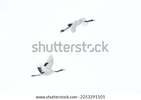 group of red crowned crane flying in the white sky Royalty-Free Stock Photo #2253291101