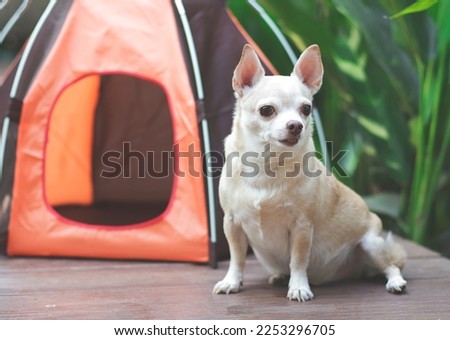 Portrait of brown short hair Chihuahua dog sitting in front of orange camping tent on wooden floor,  outdoor, looking away. Pet travel concept.