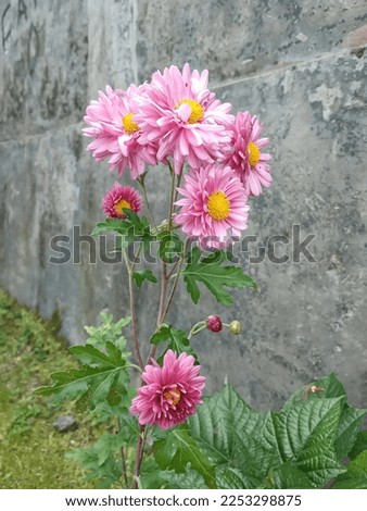 Chrysanth flowers have a variety of colors, the one in the picture is a pink Chrysanth which looks beautiful and fresh.