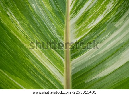 
selective focus Spotted banana leaves Leaves of the banana plant alternate green with white. spotted banana leaf background 