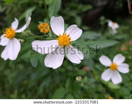 The bidens pilosa plant has white flowers blooming in the garden which looks beautiful and bright in the afternoon