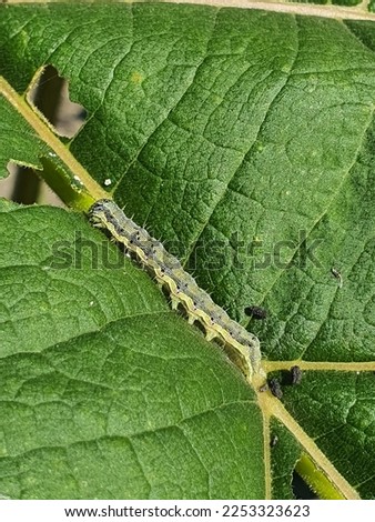 Close up on a caterpillar of cotton bollworm or corn earworm, feeding on a leaf. Helicoverpa armigera larva eating paulownia leaves. Agricultural pest. Insects crop damage. Royalty-Free Stock Photo #2253323623