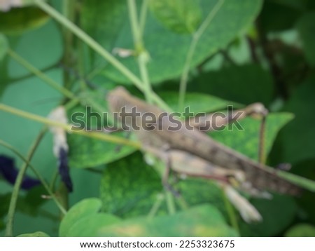 a blurred picture of brown grasshopper 03