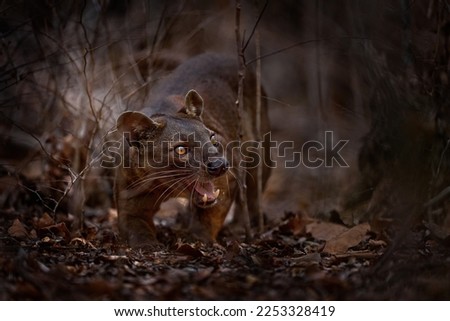 Fosa in the forest.   Kirindy Forest in Madagascar. Beast of prey predator endemic in nature Madagascar. Fosa, mammal in the nature habit, wild nature. Rare cat dog look animal in the dry forest.   Royalty-Free Stock Photo #2253328419