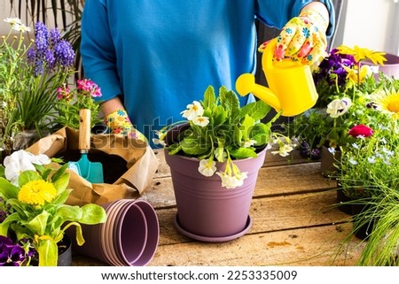Spring decoration of a home balcony or terrace with flowers, woman transplanting a flower Primula into a clay pot, home gardening and hobbies, biophilic design
