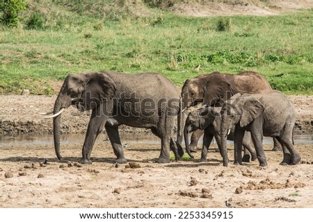 A group of four elephants walking along a river in Tarangire national park in Tanzania. two adult elephants and two young elephants. Safari in Africa. Grass in the backgroud.  Royalty-Free Stock Photo #2253345915