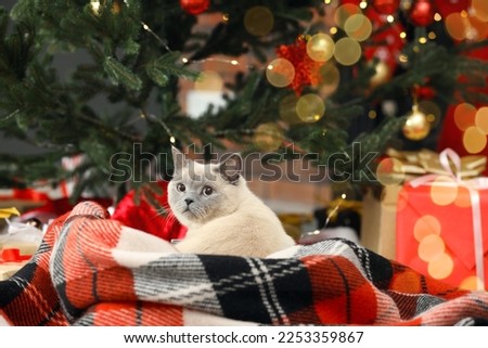 Cute cat on plaid under Christmas tree at home
