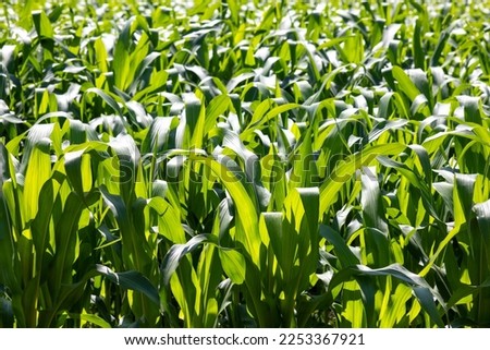 Young green corn growing on the field. Young Corn Plants. Corn grown in farmland, cornfield.
