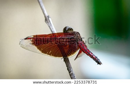 selective focus Dragonfly perched on a dry branch