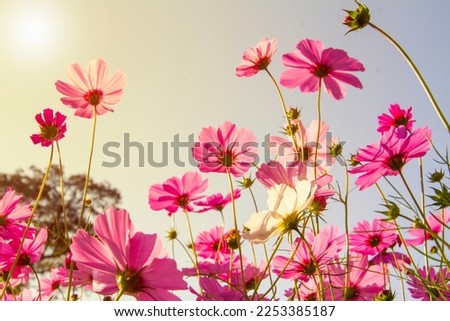 Sweet cosmos flower under sunlight in the field