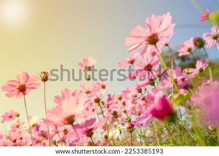 Pink cosmos flowers under sunlight in the field