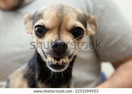 aggressive small dog breeds, small pet bites, dangerous toy terrier Royalty-Free Stock Photo #2253394923