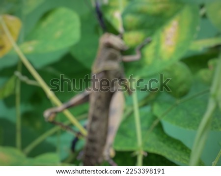a blurred picture of brown grasshopper