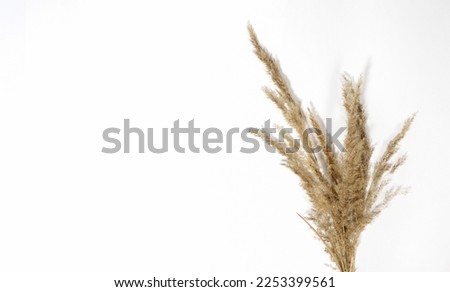 Bouquet of beautiful dry grass plant on white background with hard shadows. Hare tail, Lagurus ovatus and Festuca. Home decoration with flowers. Elements of nature