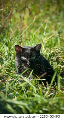 Black cat in green grass field