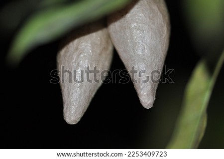 Magnificent spider egg sacs in Blueberry Ash tree (elaeocarpus) Royalty-Free Stock Photo #2253409723
