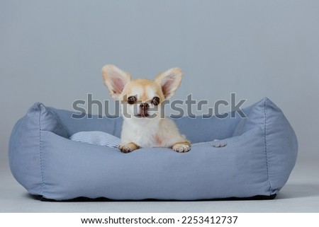 Adorable chihuahua on the lair