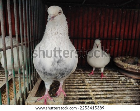 Cute picture of white pigeon.Pigeon isolated on metal cage.