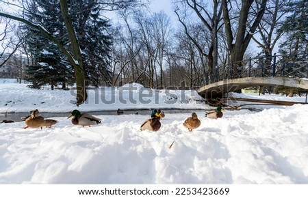 Mallard ducks lie on the snow. Waterfowl in the winter park
