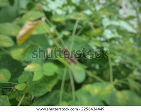 a blurred picture of brown grasshopper 05
