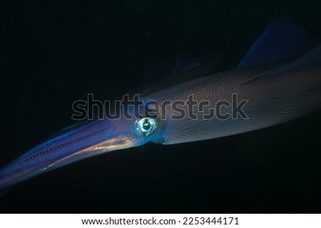 under water squid macro photo