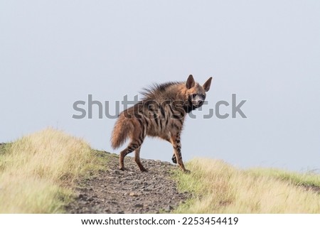 Striped hyena, Hyaena hyaena, Satara, Maharashtra, India Royalty-Free Stock Photo #2253454419