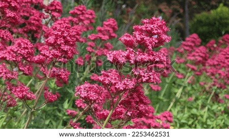 A selective focus of red valerian (Centranthus ruber) flowers in a garden Royalty-Free Stock Photo #2253462531