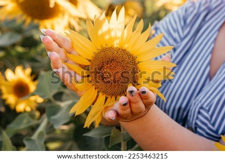 Beautiful sunflower in hands on sunny nature background. High quality photo