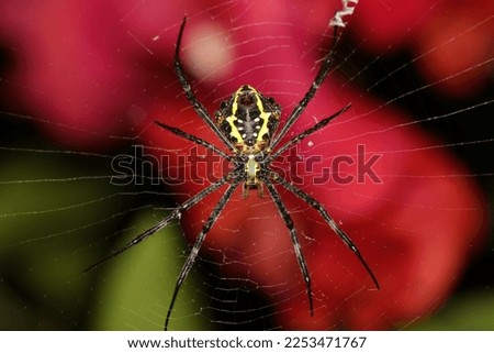 female garden orbweaver spider Argiope anasuja (Signature Spider) in its web
