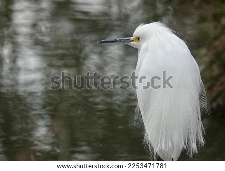                              Snowy egret close up portrait. Bird is standing at the water’s edge on the right side of the photo and looking to the left. Water provides the background at Shelter Cove  