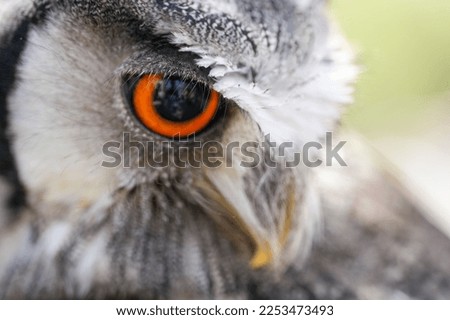 A closeup shot of a gray owl head with a big red eye with blurred green on the background