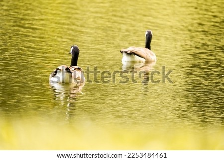A closeup of Geese swimming in a pond