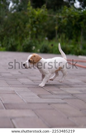 A white dog small puppy breed Jack Russel Terrier with beautiful eyes on green lawn. Dogs and pet photography. Jack Russell Terrier puppy