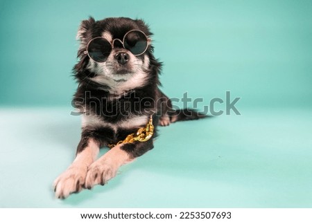 A closeup of the black Chihuahua with sunglasses lying against the turquoise background 