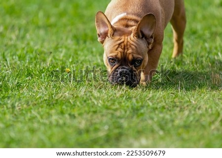 Funny french bulldog dog eating and sniffing fresh green grass at summer nature Royalty-Free Stock Photo #2253509679